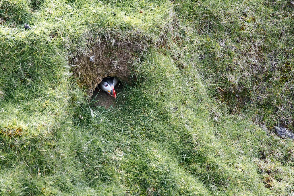 Shetland 334 copia